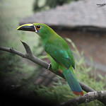 Aulaconrhynchus albivitta