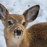 White-tailed Deer