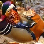 ver.#02, einmal von vorne - Mandarin Duck, Mandarin-Ente