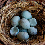 Canary Eggs