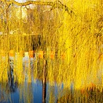 Weeping willow in the evening sun.