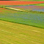 Castelluccio di Norcia - Fioritura 2014