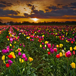 Woodburn Tulip Fields