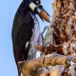 Acorn Woodpecker
