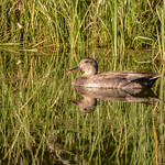 cinnamon teal