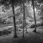 Chatfield Hollow, Ct., 1321-1326-2