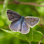 Large Blue - Phengaris arion