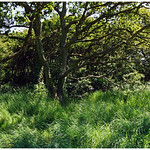 At the edge of the woods