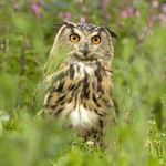 Ethel the Eagle Owl