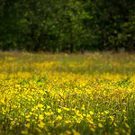 Meadow Yellow