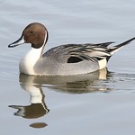 Pintail Drake with reflection - Rushy Pen