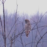 Chouette Lapone/Great Gray Owl