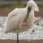 Lepelaar - Eurasian Spoonbill - Platalea leucorodia