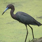 2014_06_27_9999_559 g-2