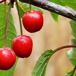 Cherry ripe, Cherry ripe ....