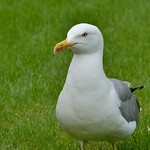 Who would dare to come into my garden?