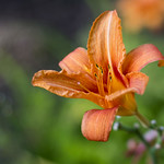 Lily Flower