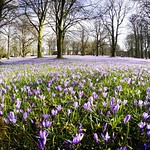 Krokusbl&uuml;te Husum