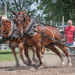 Belgian Draft Horse Pulling