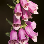 Fox Glove