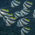Pennant Butterflyfish