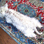 Relaxation time (My pet)