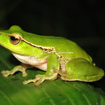 Leaf-green Stream Frog (Litoria phyllochroa)