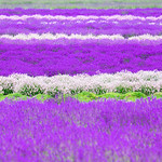 Lavender by the Bay
