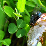Calliphora vomitoria