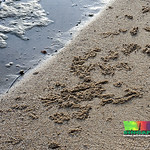 Sand bubbler crab (Scopimera sp.)