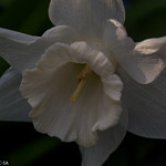 narcissus mount hood 1w-w, oneplant, perianthwhite - daffodil parts, trumpetwhite - daffodil parts, jdy101 XX201104112890.jpg