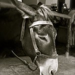 Esel von Lindos, Rhodos (GR)