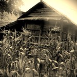 img_050 - withering barn