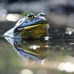 Jeremiah Was a Bullfrog