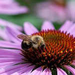 Cone Flower Visitor