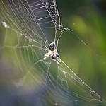 Spider & His Webs(거미와 거미줄)