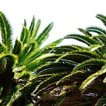Palms - Rancho Los Alamitos
