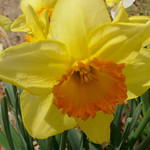 Daffodils