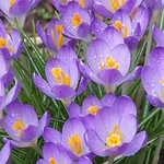 Crocus patch