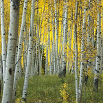 Autumn in Aspen Grove