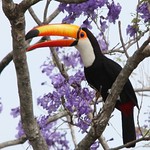 Tucanu&ccedil;u | Tucano | Toco Toucan (Ramphastos toco)