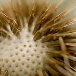 Dandelion seedhead closeup