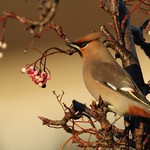 Waxwing
