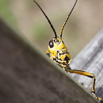 Sir!! Sir!!!...No photo please