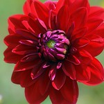 red flower