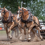 Belgian Draft Horse Pulling
