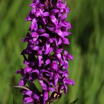 wild orchid