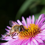 Fly on autumn aster