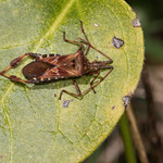 Leptoglossus occidentalis