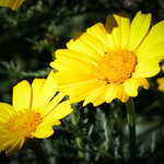 Colores de temporada. Caravaca de la Cruz.